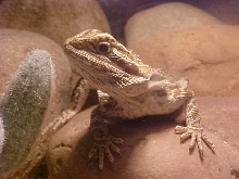 female