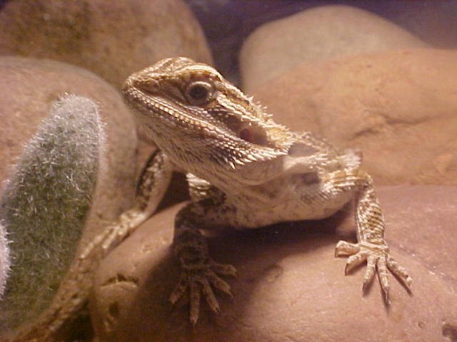 female