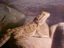 male