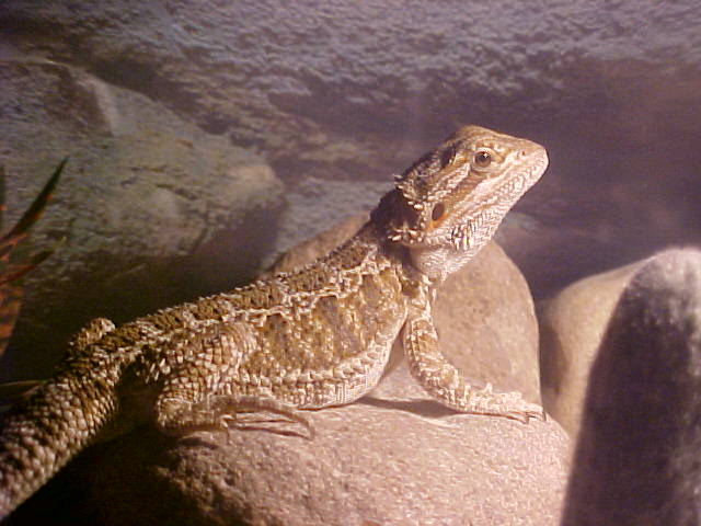 male