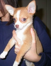 My New Pup
