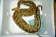 Borneo male