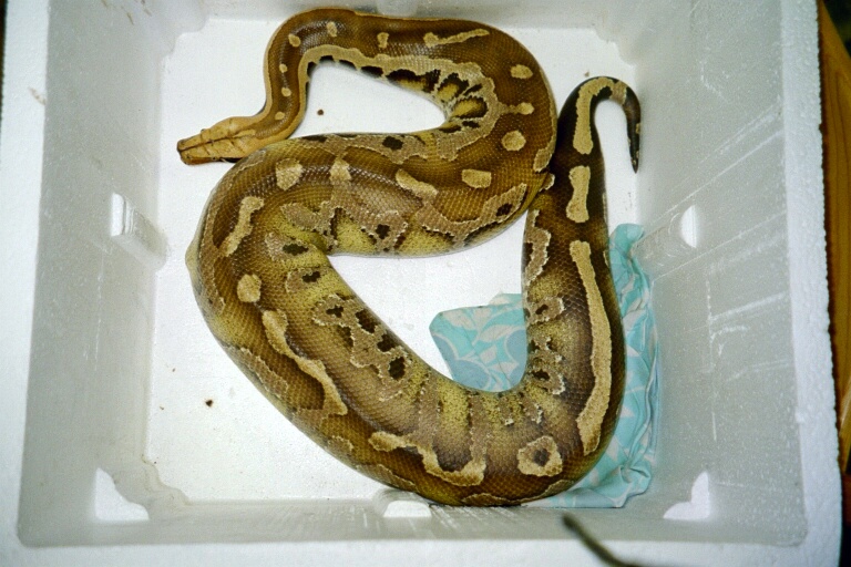 Borneo male