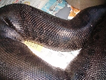 P. curtus male99