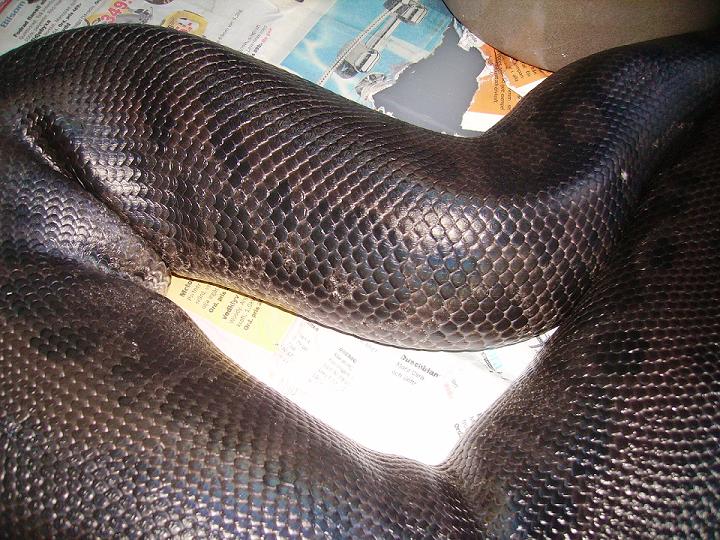P. curtus male99
