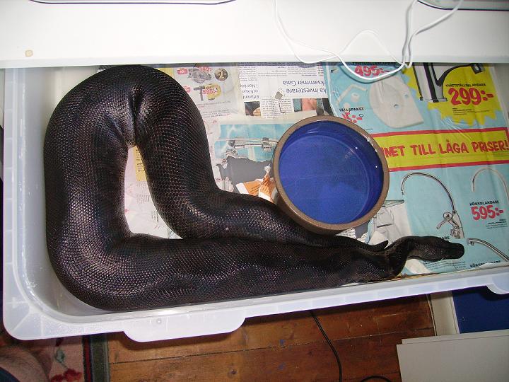 P. curtus male