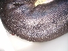 P. curtus adult male