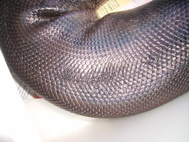 P. curtus adult male