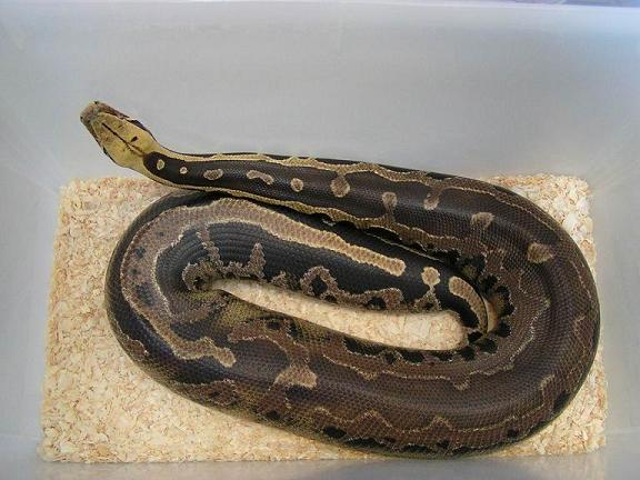 Borneo female