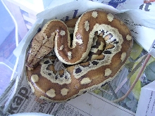 Female P. brongersmai