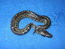 Male P. curtus