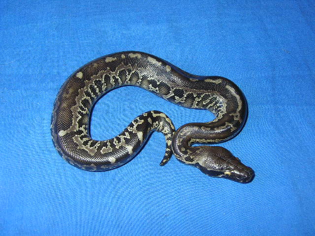 Male P. curtus
