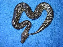 Female P. curtus