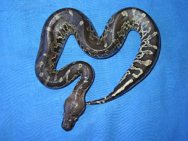 Female P. curtus