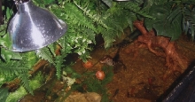 dwarf caiman 180 gallon tank