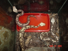 Gaboons