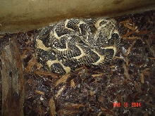 Puff Adder m1