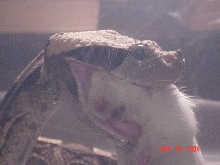 Gaboons eating