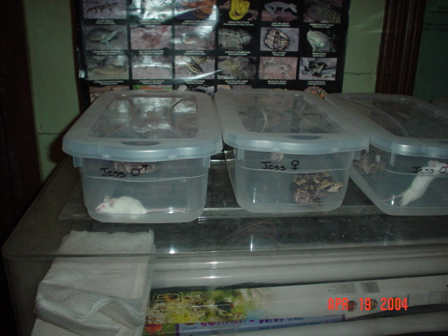 Gaboons eating