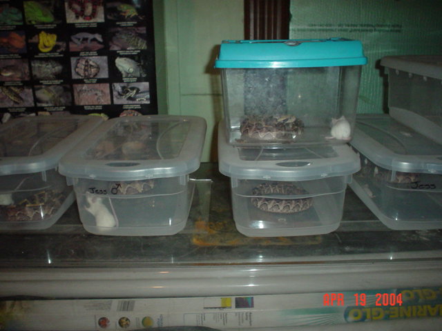 Gaboons eating