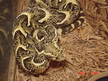Puff Adder m2