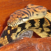 Eva head