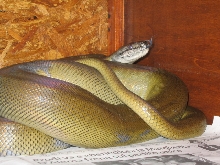 My female Apodora