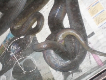 Papuans breeding