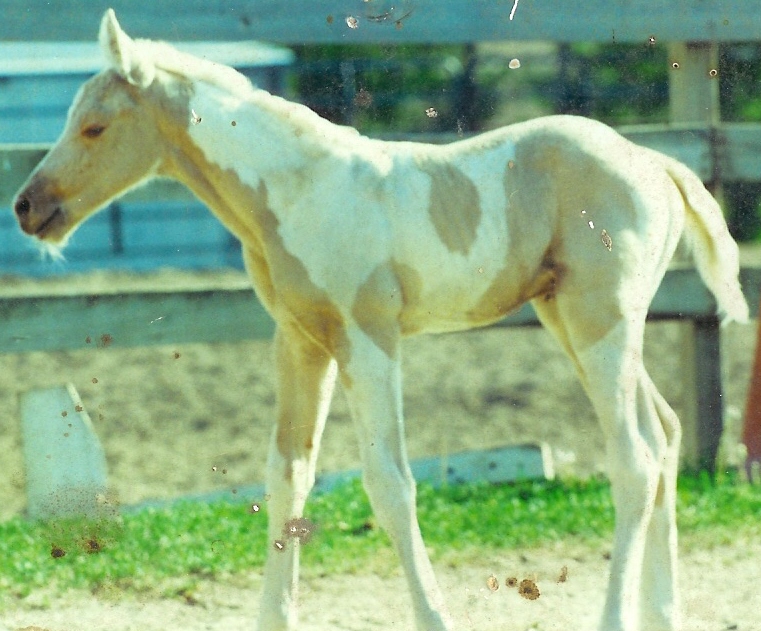 Buddy as a baby