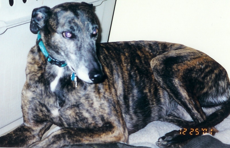 My girl Lorelei, in spirit now