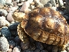 my new turt