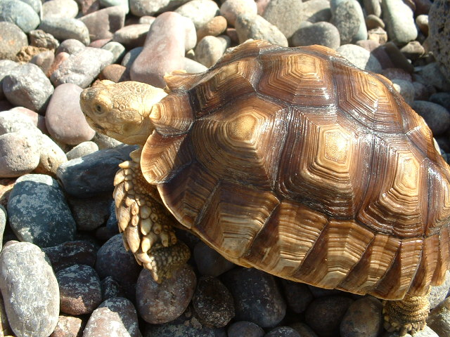 my new turt