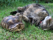 best buddies