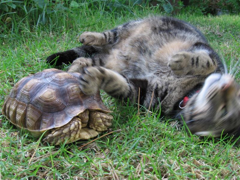 best buddies
