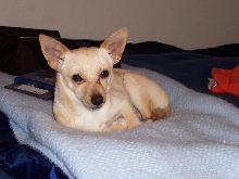 Gizmo