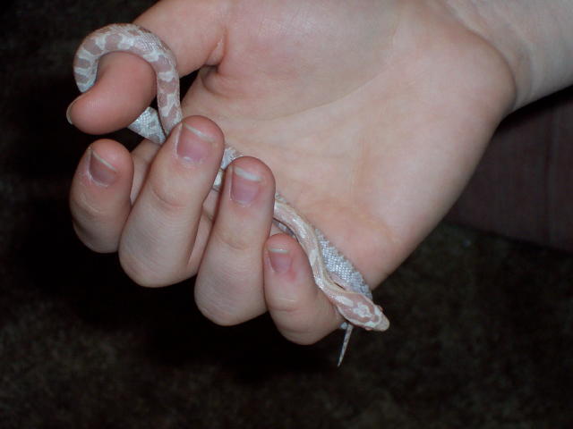 Oscar