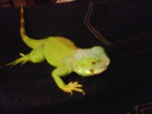 Unknown Lizard