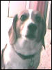 Cleo my Beagle
