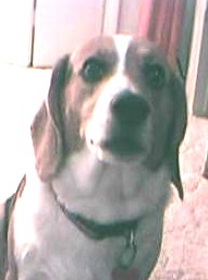 Cleo my Beagle