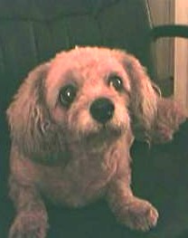 My old girl