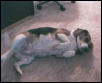 Lazy Cleo