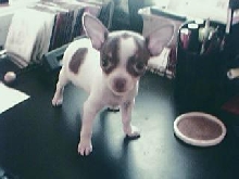 Peanut my chihuahua