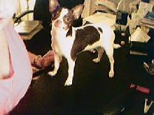 Peanut at 6 mo