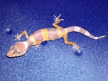 tangerine albino