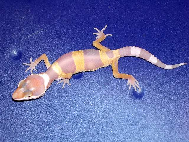 tangerine albino