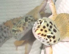 Lucy