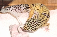 shedding
