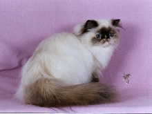 CH Joyback Torti-Leni of Alescris