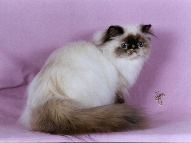 CH Joyback Torti-Leni of Alescris