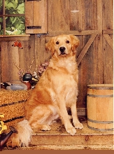 Wallace